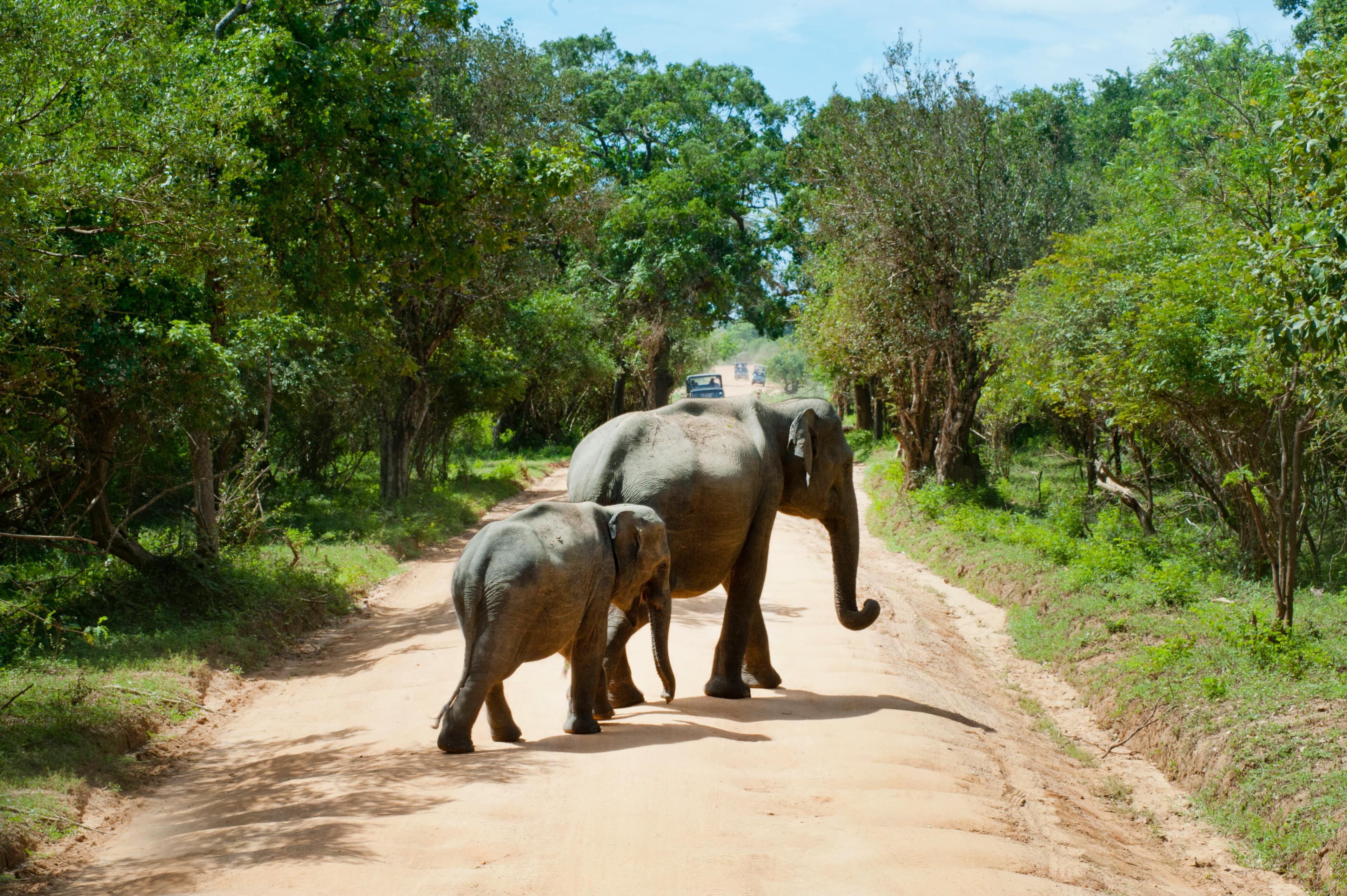 elephants-yala-national-park