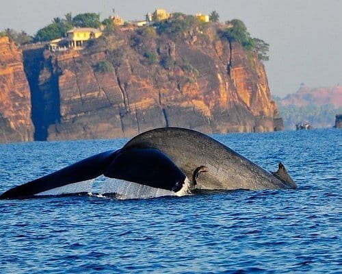 whale-watching-sri-lanka